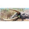 Image 16 : Maitengwe Executive Jumbo Bull Elephant hunt for 1 hunter 10 Days September- October 2027