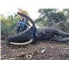 Image 18 : Maitengwe Executive Jumbo Bull Elephant hunt for 1 hunter 10 Days September- October 2027