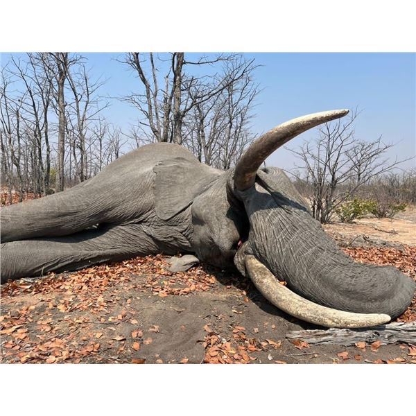 Maitengwe Executive Jumbo Bull Elephant hunt for 1 hunter 10 Days September- October 2027