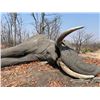Image 1 : Maitengwe Executive Jumbo Bull Elephant hunt for 1 hunter 10 Days September- October 2027