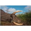 Image 20 : Maitengwe Executive Jumbo Bull Elephant hunt for 1 hunter 10 Days September- October 2027