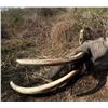 Image 21 : Maitengwe Executive Jumbo Bull Elephant hunt for 1 hunter 10 Days September- October 2027