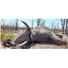 Image 9 : Maitengwe Executive Jumbo Bull Elephant hunt for 1 hunter 10 Days September- October 2027