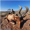 Image 1 : Ringed Horned Slam -South Africa 1 Hunter 10 days 8 animals