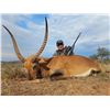 Image 2 : Ringed Horned Slam -South Africa 1 Hunter 10 days 8 animals