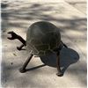 Image 1 : Turtle by Keith Dorn