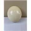 Image 1 : Ostrich Egg