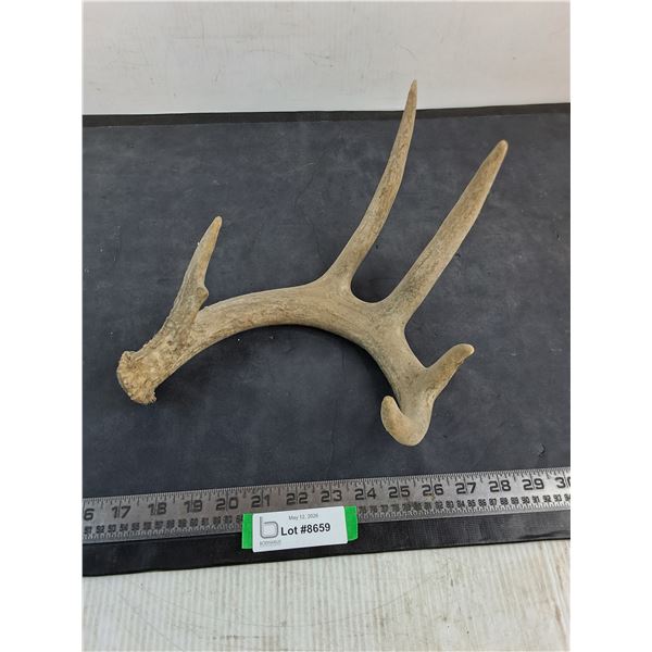 6-Point Deer Antler Shed