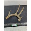 Image 1 : 6-Point Deer Antler Shed