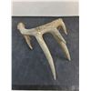 Image 2 : 6-Point Deer Antler Shed
