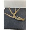 Image 3 : 6-Point Deer Antler Shed