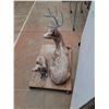 Image 4 : *(3) Garden Deer Decorations, PICKUP ONLY, DOLLY IS NOT INCLUDED