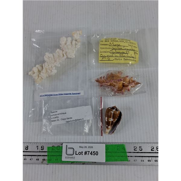 Coral & Sea Shells - Botryoidal Snow White Aragonite, Conus Ermineus & Sowerby
