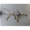 Image 3 : (2) Antler Style Candleholders Up to 18"- Cannot Ship