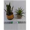 Image 1 : (1) Snake Plant and (1) Succulent-Artificial