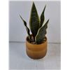 Image 2 : (1) Snake Plant and (1) Succulent-Artificial