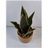 Image 3 : (1) Snake Plant and (1) Succulent-Artificial