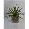 Image 4 : (1) Snake Plant and (1) Succulent-Artificial