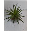 Image 5 : (1) Snake Plant and (1) Succulent-Artificial