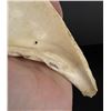 Image 4 : Yurok Native American Indian Shell Spoon