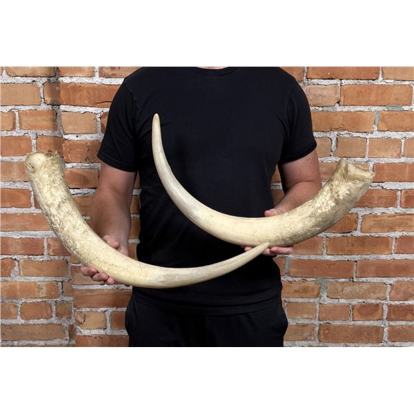 Montana Ranch Longhorn Steer Horns
