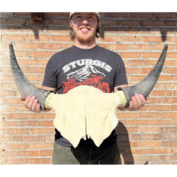 Montana Taxidermy Buffalo Skull