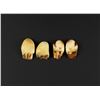 Image 3 : Montana Bull Elk Teeth
