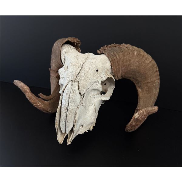 Montana Ranch Domestic Sheep Ram Skull