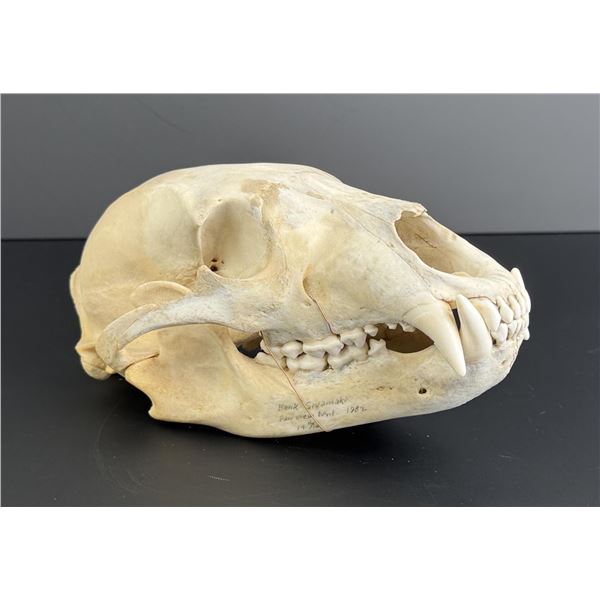Taxidermy Montana Black Bear Skull