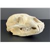 Image 1 : Taxidermy Montana Black Bear Skull