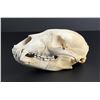 Image 2 : Taxidermy Montana Black Bear Skull