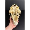 Image 3 : Taxidermy Montana Black Bear Skull