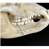 Image 4 : Taxidermy Montana Black Bear Skull