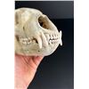 Image 5 : Taxidermy Montana Black Bear Skull