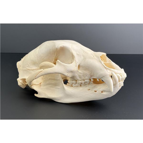 Taxidermy Montana Black Bear Skull