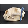 Image 1 : Taxidermy Montana Mountain Lion Skull