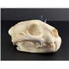 Image 2 : Taxidermy Montana Mountain Lion Skull