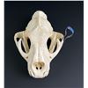 Image 3 : Taxidermy Montana Mountain Lion Skull