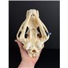 Image 4 : Taxidermy Montana Mountain Lion Skull