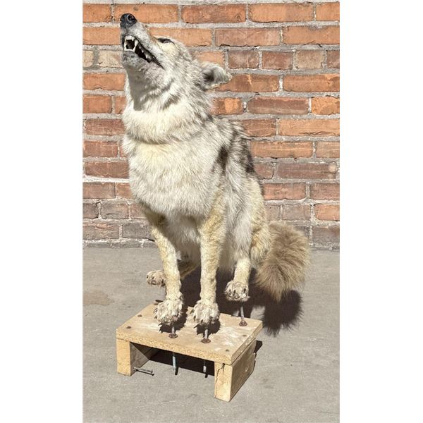 Montana Taxidermy Coyote Mount