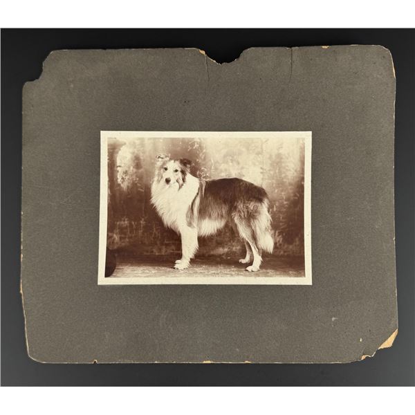 Border Collie Dog Cabinet Photo