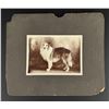 Image 1 : Border Collie Dog Cabinet Photo