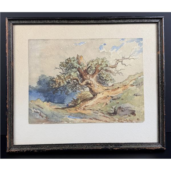 Antique Tree Watercolor Painting