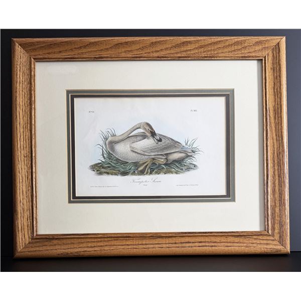 Audubon Trumpeter Swan 1st Octavo Lithograph