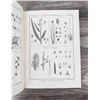 Image 6 : Recueil De Planches De Botanique De L Encyclopedie