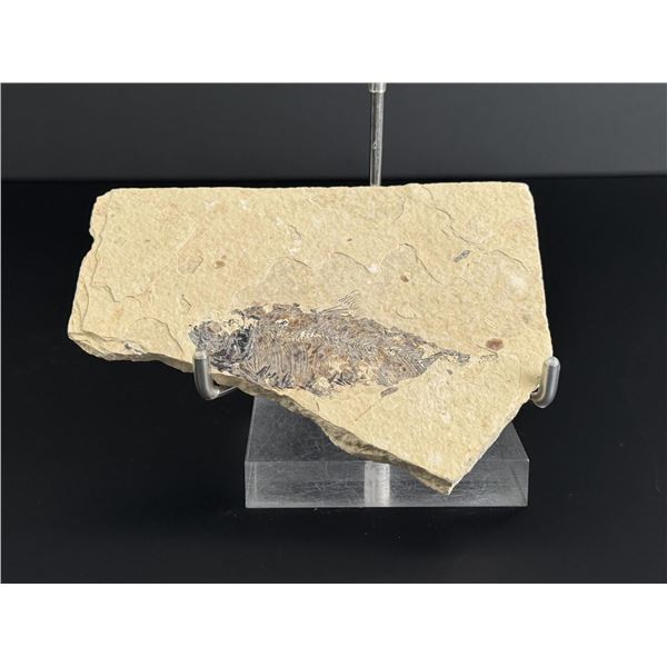 Mioplosus Green River Formation Fish Fossil