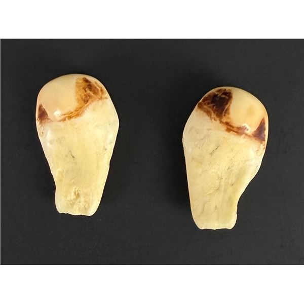 Pair of Montana Bull Elk Ivory Teeth