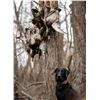 Image 6 : Flooded Timber Waterfowl for 2 Hunters 3 hunts included!
