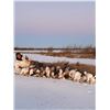 Image 7 : Flooded Timber Waterfowl for 2 Hunters 3 hunts included!