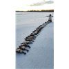 Image 9 : Flooded Timber Waterfowl for 2 Hunters 3 hunts included!
